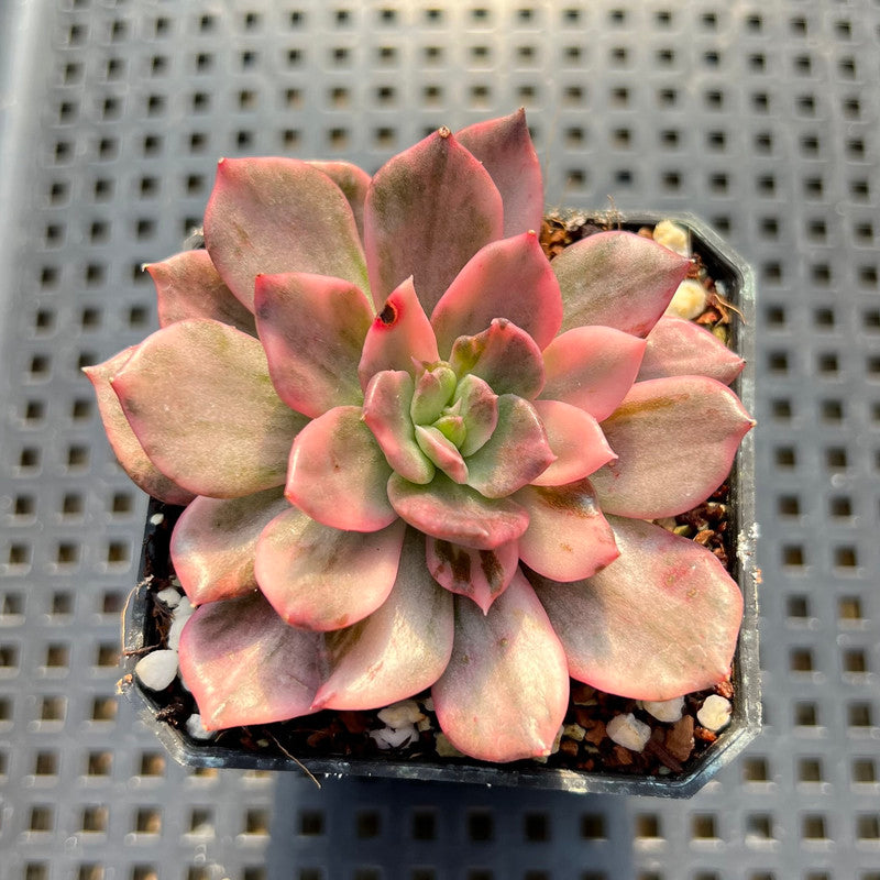 black and pink succulent Echeveria 'Pink Prince' (Variegated Black Prince Variant) 2" Succulent Plant