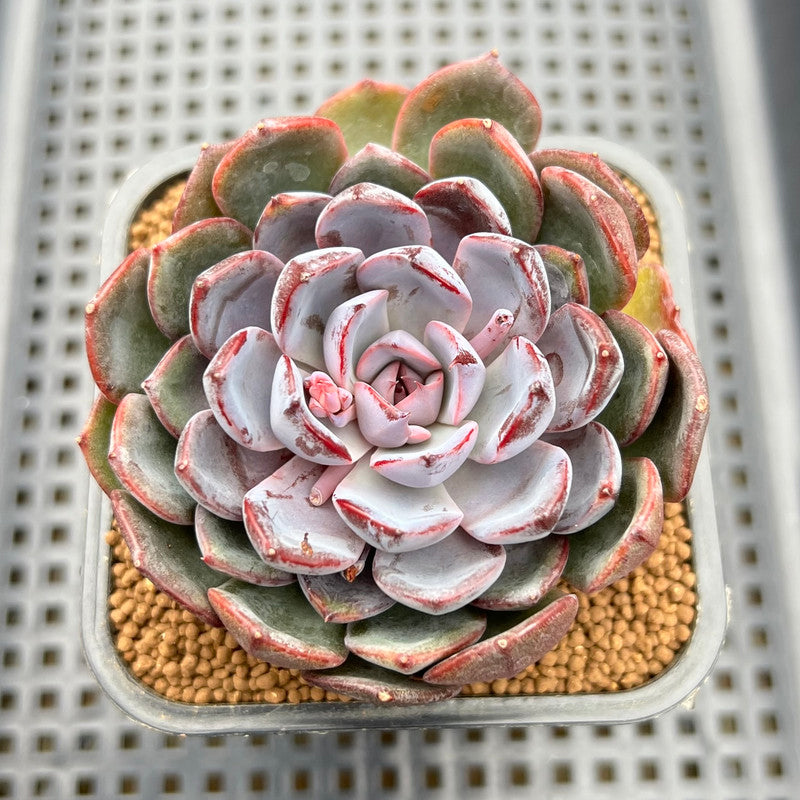 rosebud succulent Echeveria 'Rose of Betrayal' 2