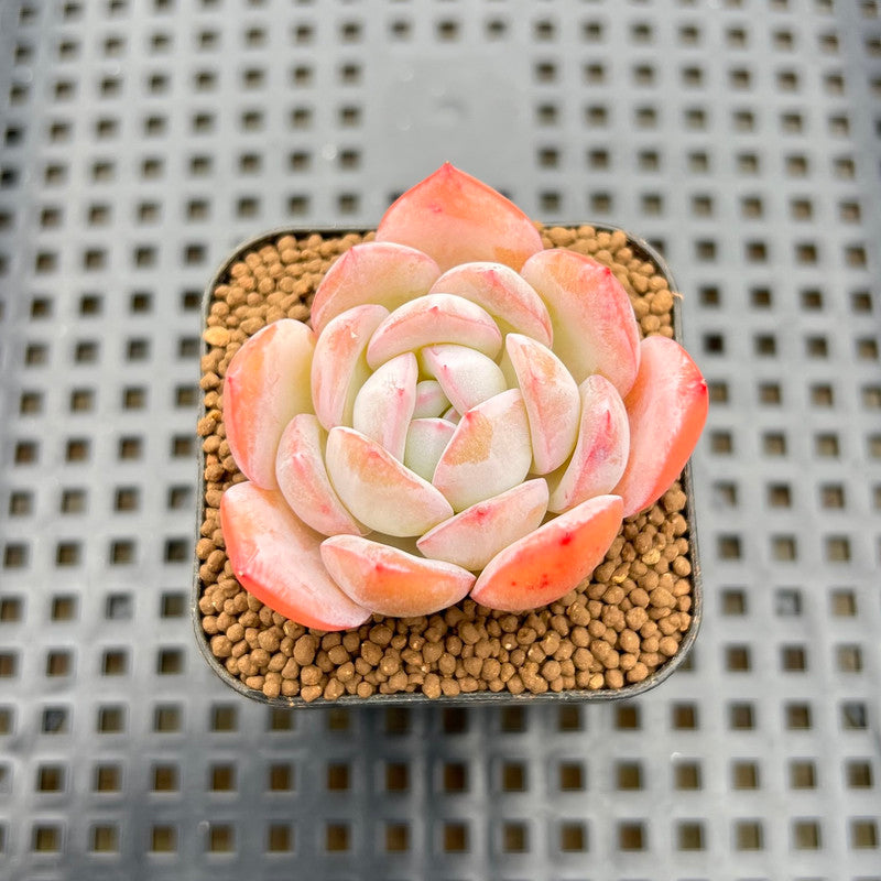 powder blue succulent Echeveria 'Blue Powder' 1" Succulent Plant Cutting – True Succulents Plant Co