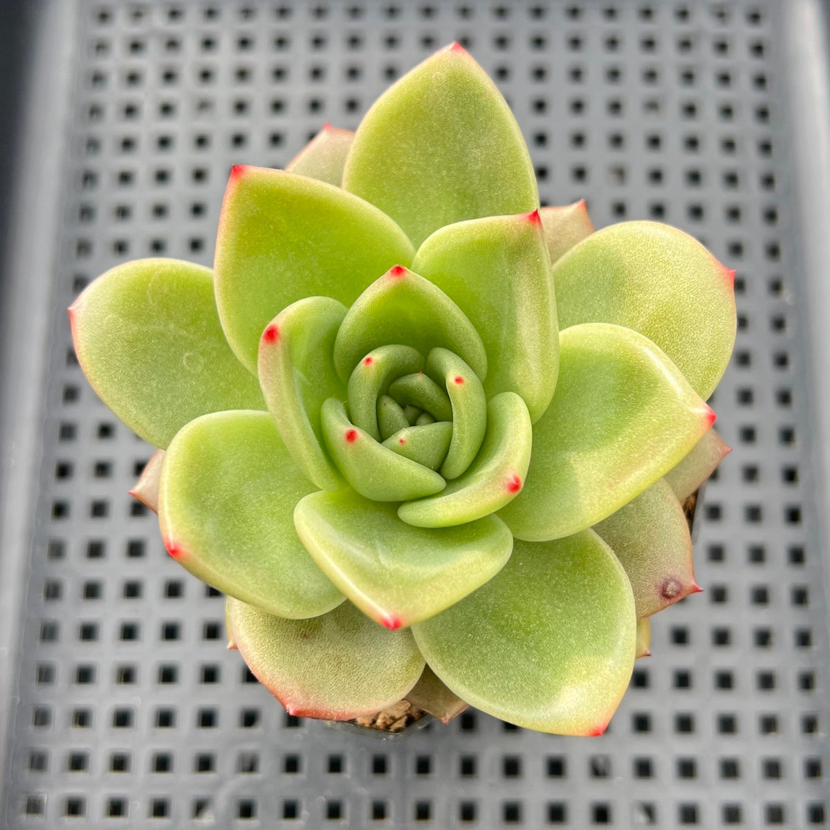 Echeveria 'Jupiter' 2" Succulent Plant