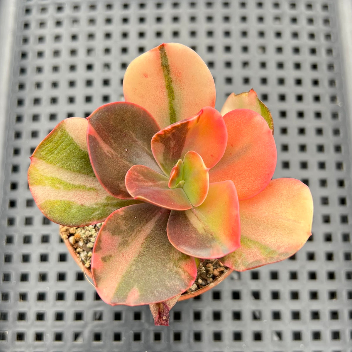 Echeveria 'Primadonna' Variegated 2" (100% Grown In House) Succulent Plant