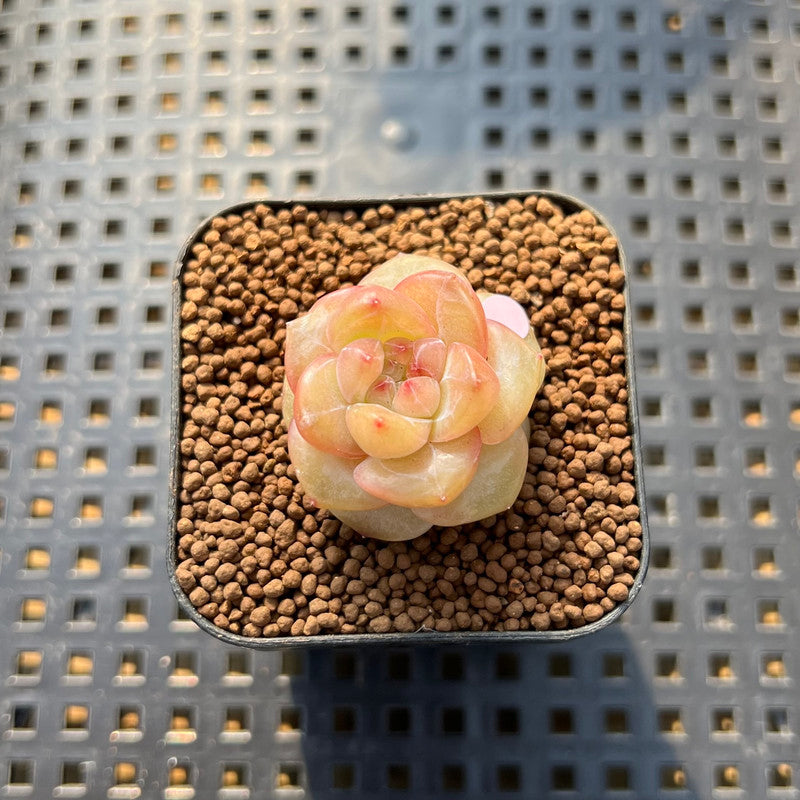 succulent pear Echeveria 'Pear Blossom Wine' 1" Succulent Plant Cutting – True Succulents  Plant Co