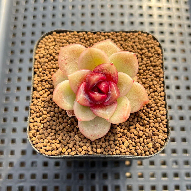 blood rose succulent Echeveria 'Blood Maria' Hybrid Selected-Clone 2" Flower Village Hybrid  Succulent Plant Cutting