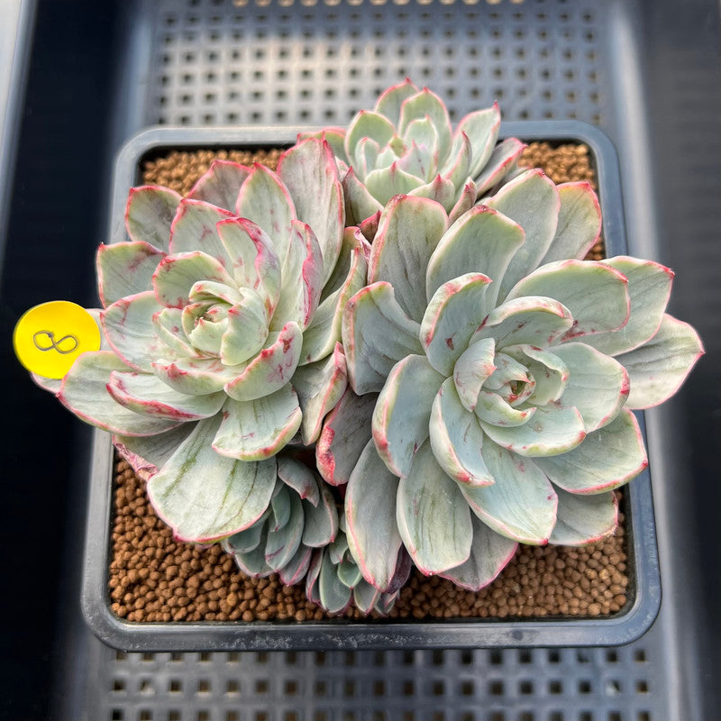 variegata succulent Echeveria 'Hera' Variegated 4" Succulent Plant Cutting