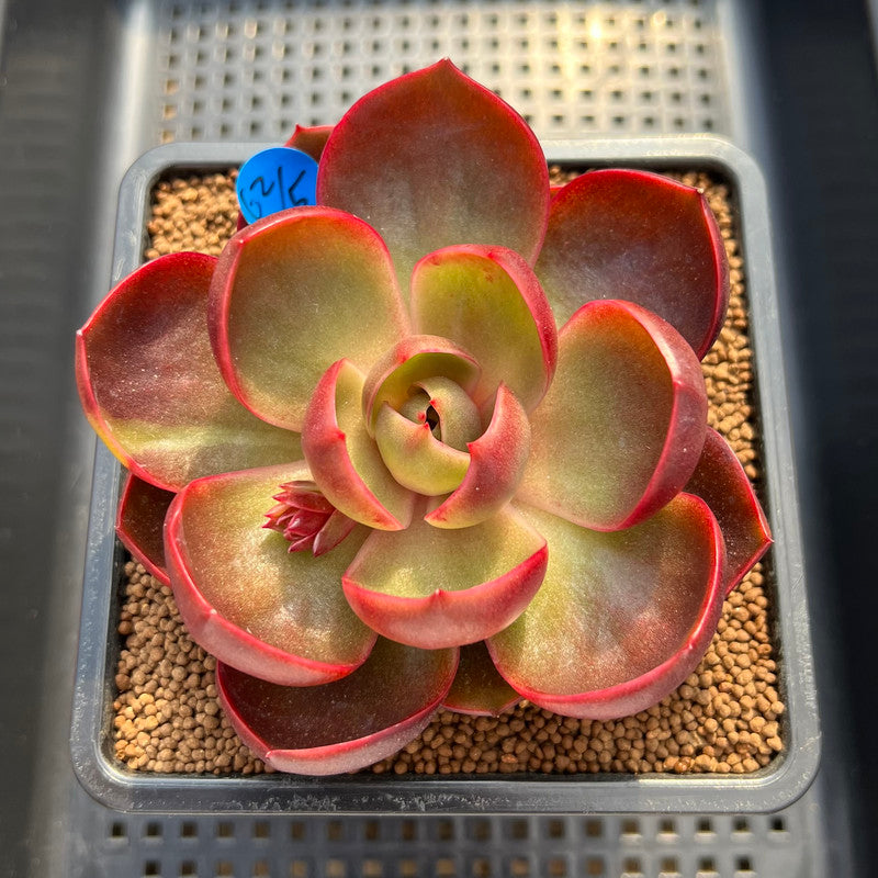 red lantern succulent Echeveria 'Red Lantern' 3
