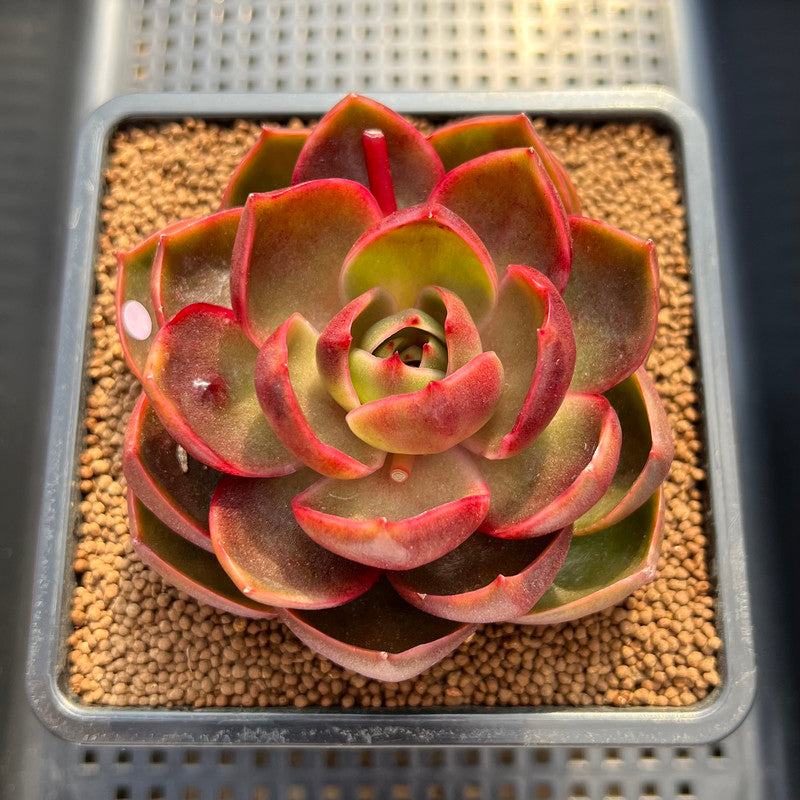 red lantern succulent Echeveria 'Red Lantern' 3" Succulent Plant Cutting