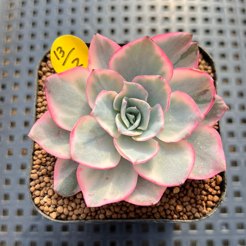 variegata succulent Echeveria 'Amistar' Variegated 2" Succulent Plant Cutting