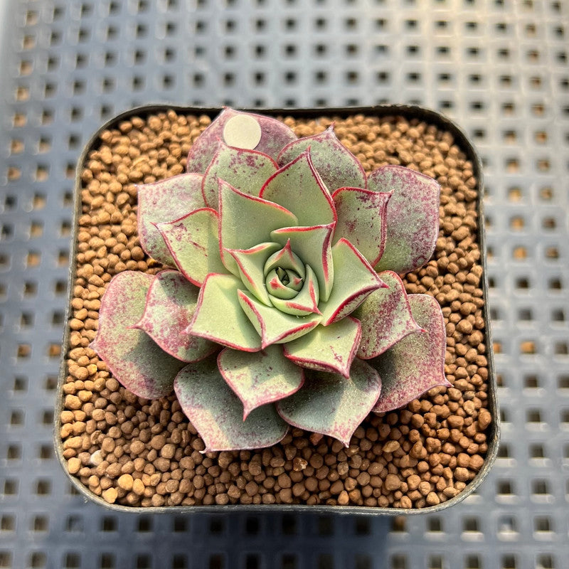 succulent var Echeveria Longissima var. aztatlensis 2"-3" Succulent Plant