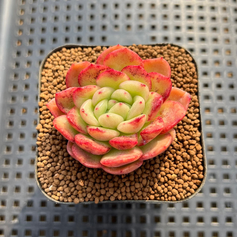 echeveria flower seeds Echeveria sp. Seed-Grown Hand-Picked Flower Village Hybrid 2" Succulent  Plant Cutting