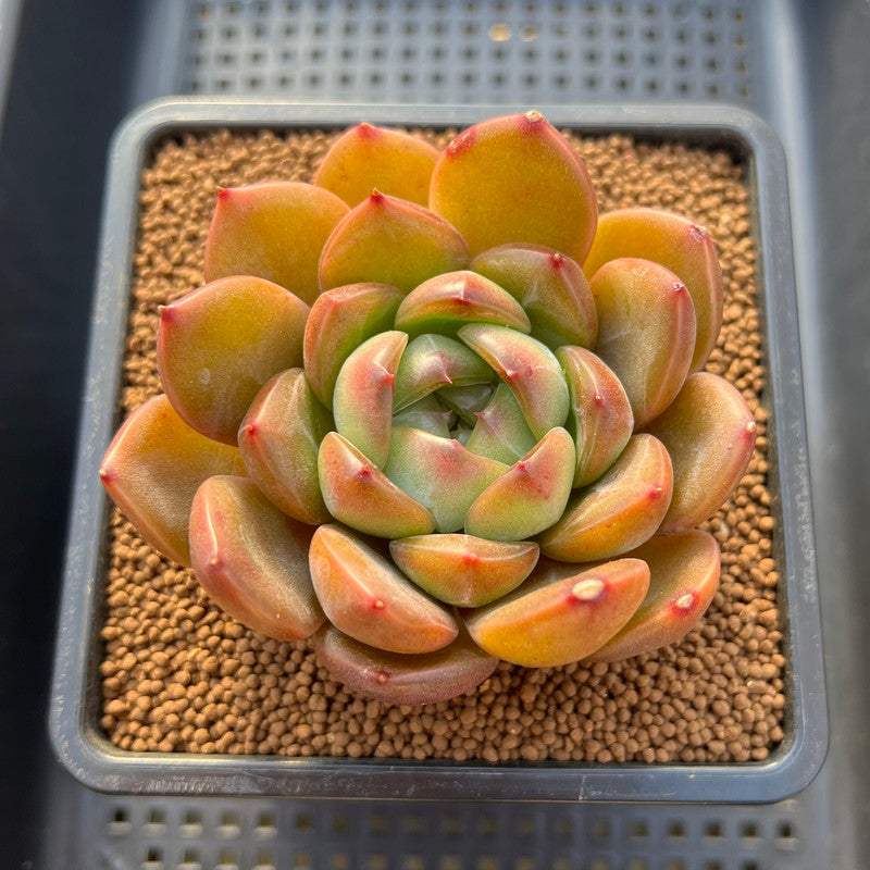 snowflake succulent Echeveria 'Snowflake' Hybrid Jelly Type 3" Succulent Plant Cutting