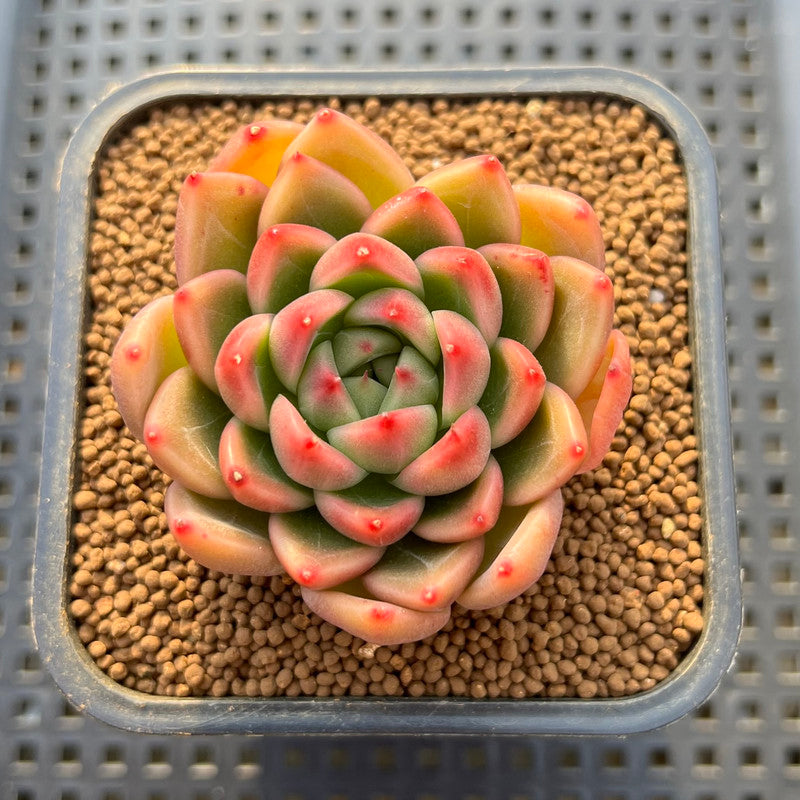 sunny succulents Echeveria 'Sunny' 2" Succulent Plant Cutting