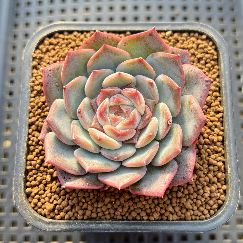 soft succulent plants Echeveria 'Soft Honey' Jelly Type 2" New Hybrid Succulent Plant Cutting