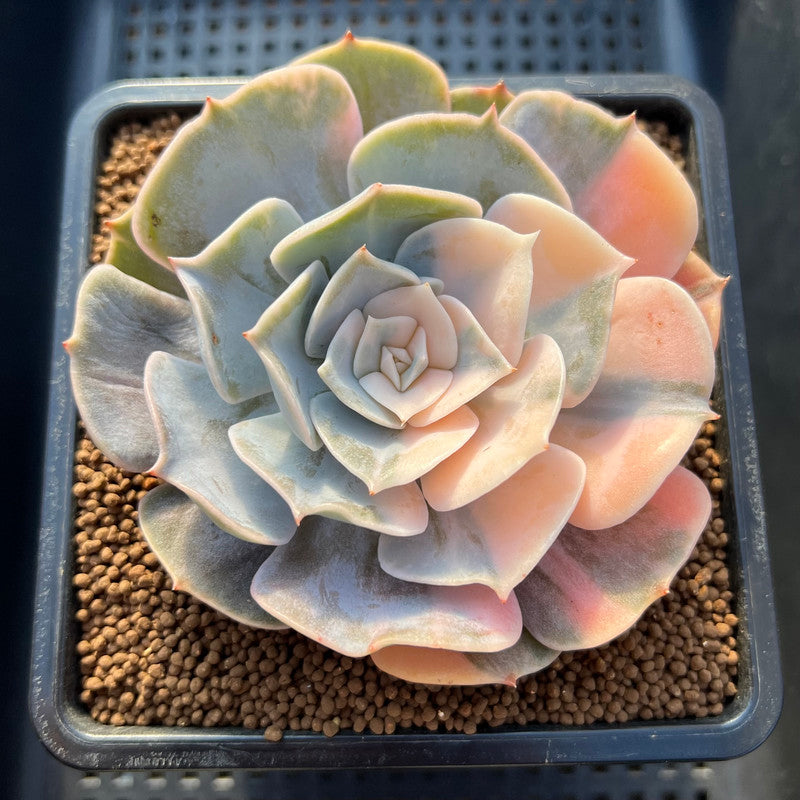pollux succulent Echeveria 'Pollux' Variegated 3" Succulent Plant Cutting