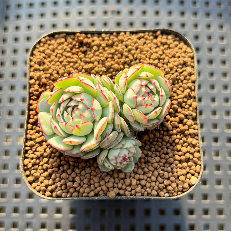 globulosa succulent Echeveria 'Ravi Rose' ('Globulosa' Hybrid) 2" New Hybrid Succulent Plant Cutting