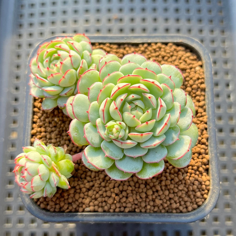 globulosa succulent Echeveria 'Ravi Rose' ('Globulosa' Hybrid) 3"-4" New Hybrid Succulent Plant Cutting