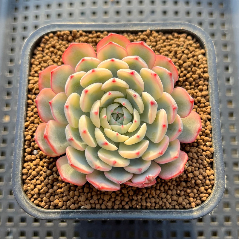 Echeveria 'Minima' Variegated 2