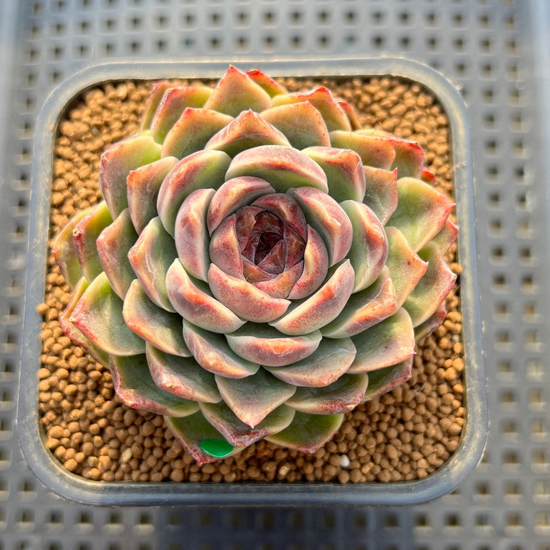 bead succulents Echeveria 'Jade Bead' 2"-3" Succulent Plant Cutting – True Succulents Plant Co
