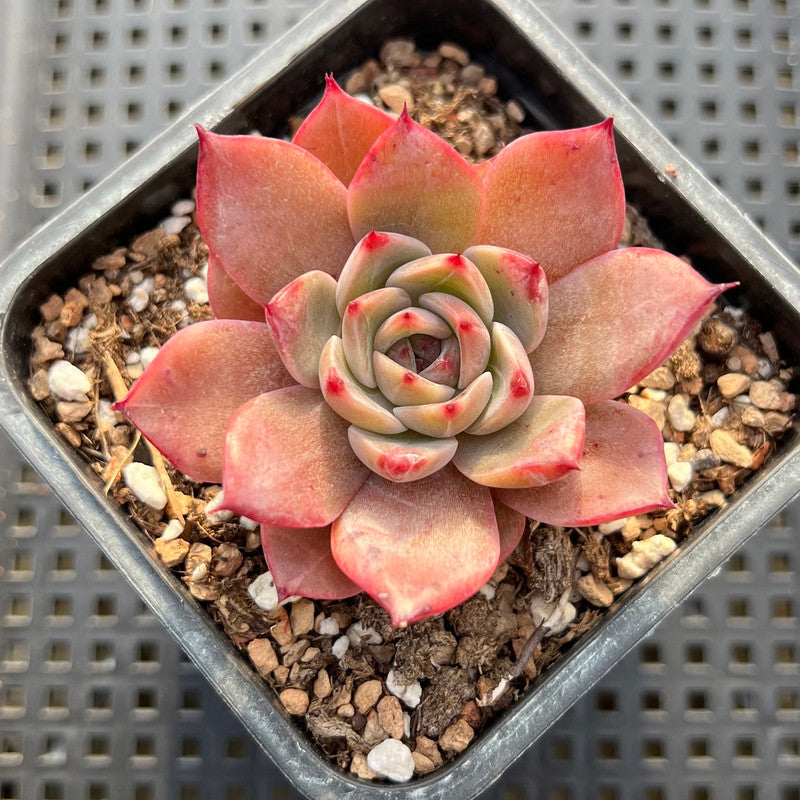 changhee succulent Echeveria 'Colorado' 2" Changhee Original Hybrid Succulent Plant