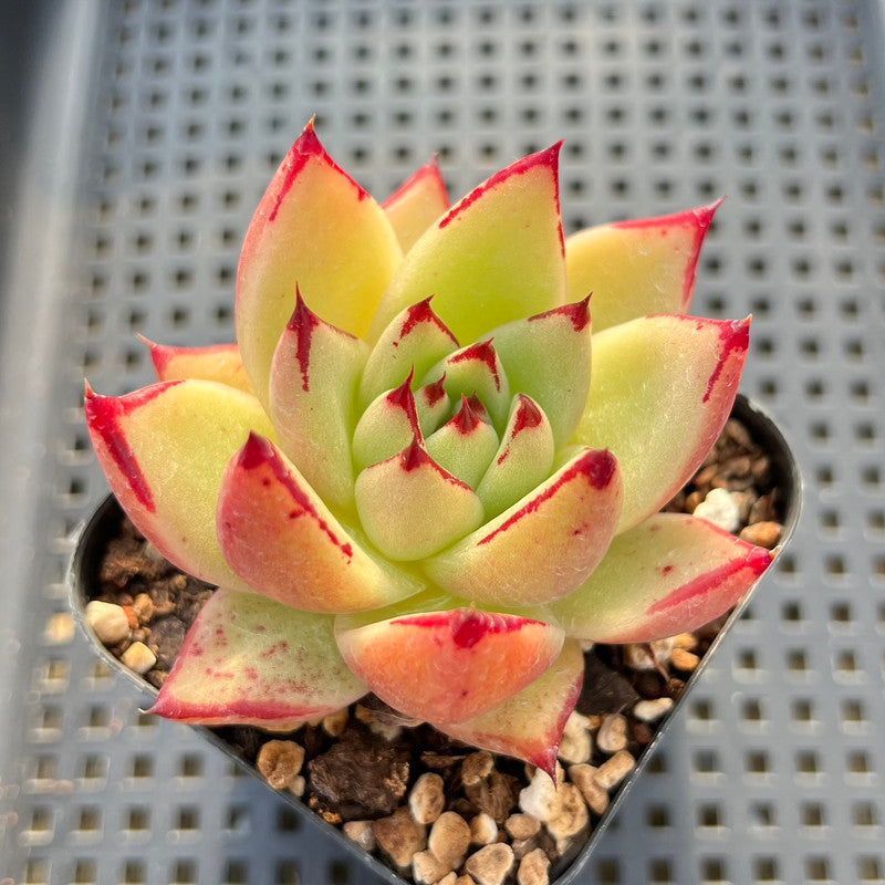 montana succulents Echeveria Agavoides 'Montana' 3” Succulent Plant