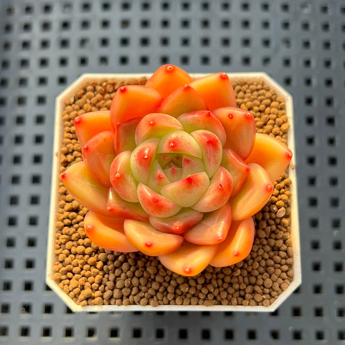 Echeveria 'Sunny' 2" Succulent Plant Cutting