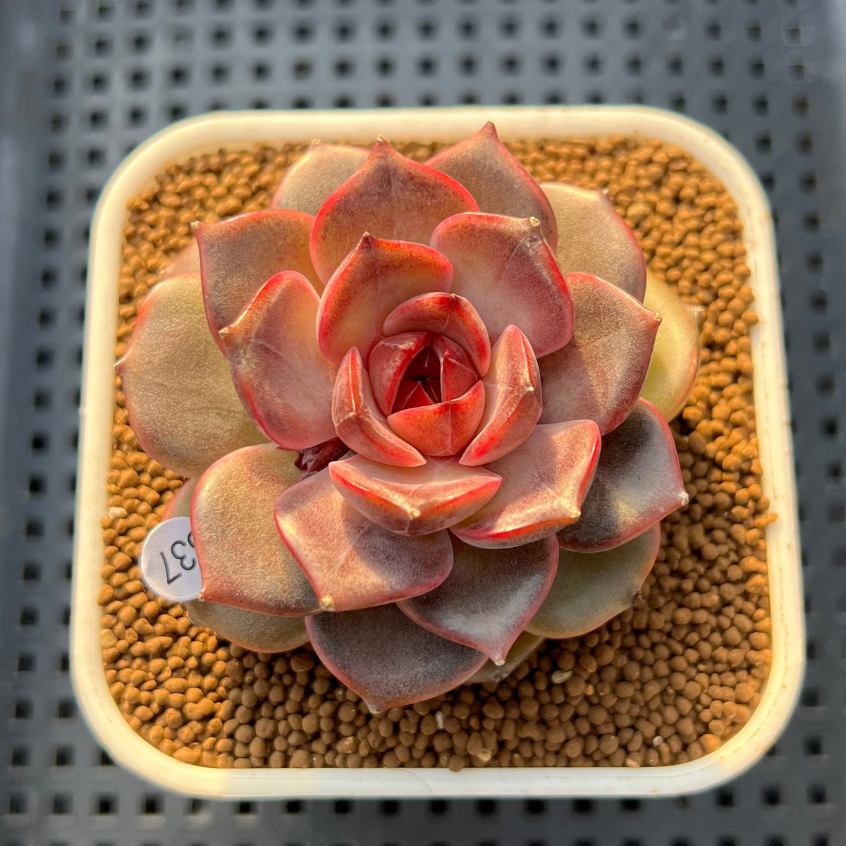 Echeveria 'Graslin' (그레슬린) 2" Succulent Plant Cutting