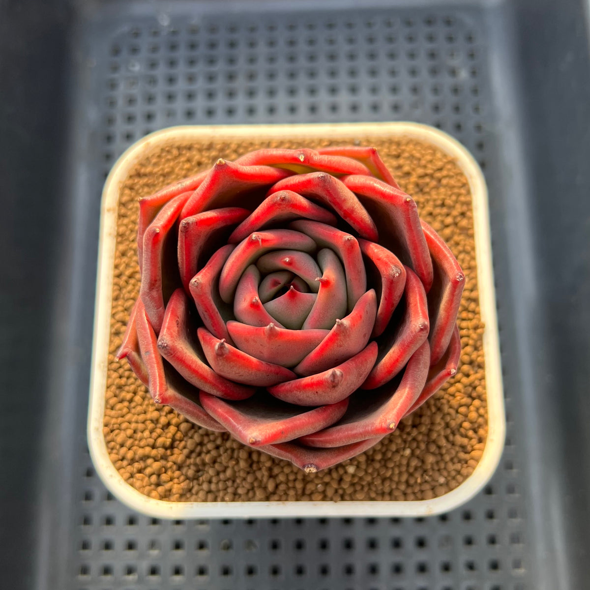 Echeveria Agavoides 'Love Heart' 3" New Hybrid Succulent Plant Cutting