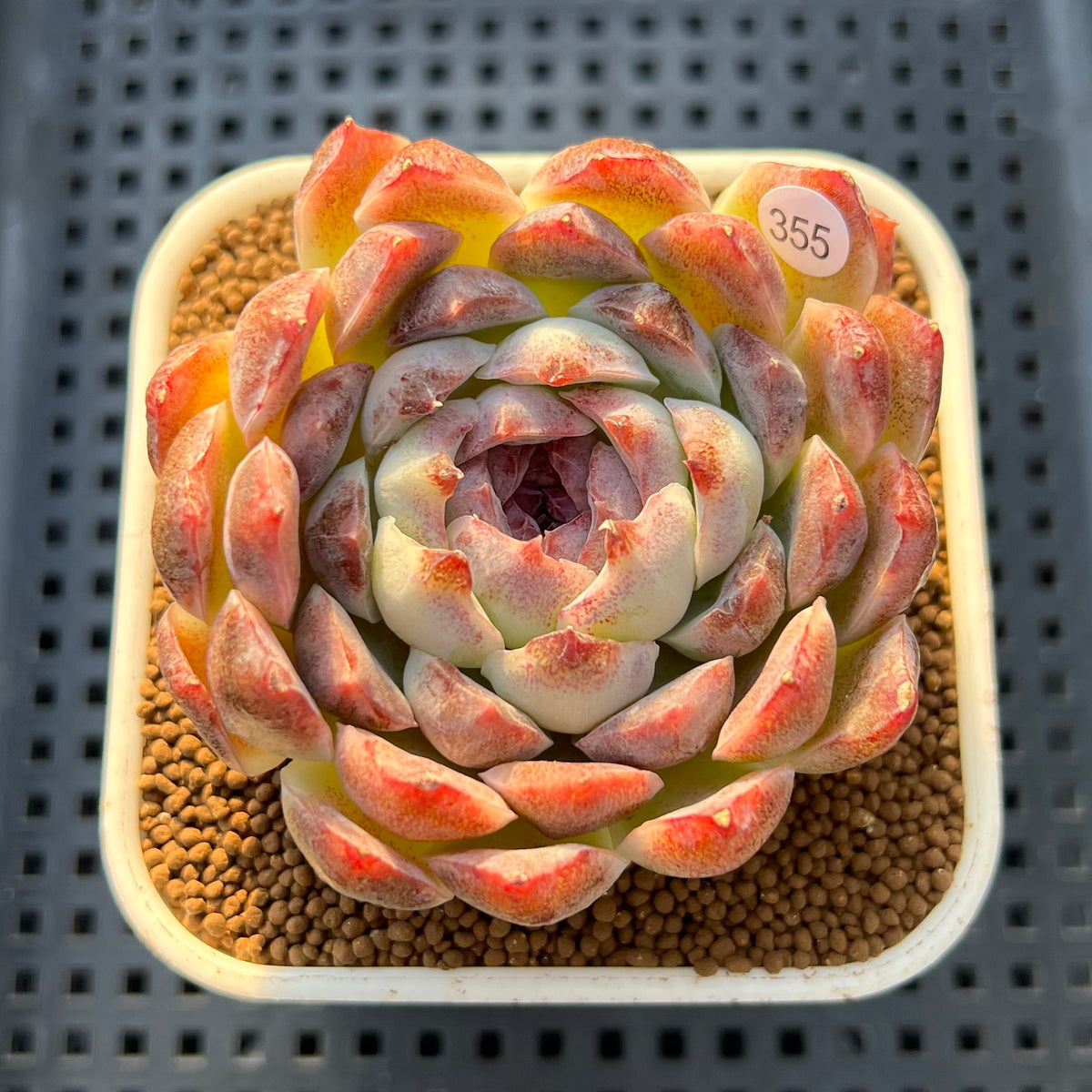 Echeveria 'Suji' 3" New Hybrid Succulent Plant Cutting