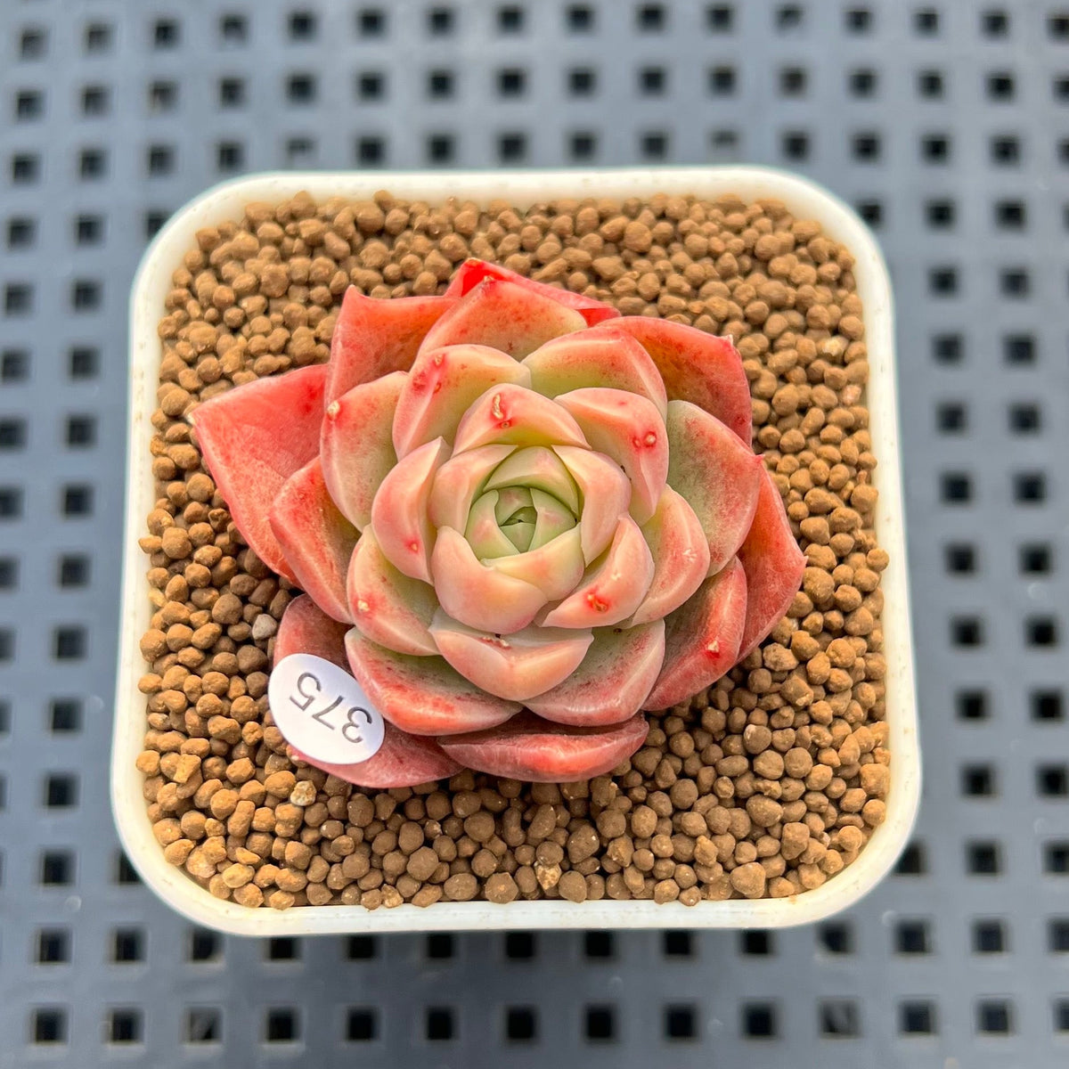 Echeveria 'Bultina' 1" New Flower Village Hybrid Succulent Plant Cutting