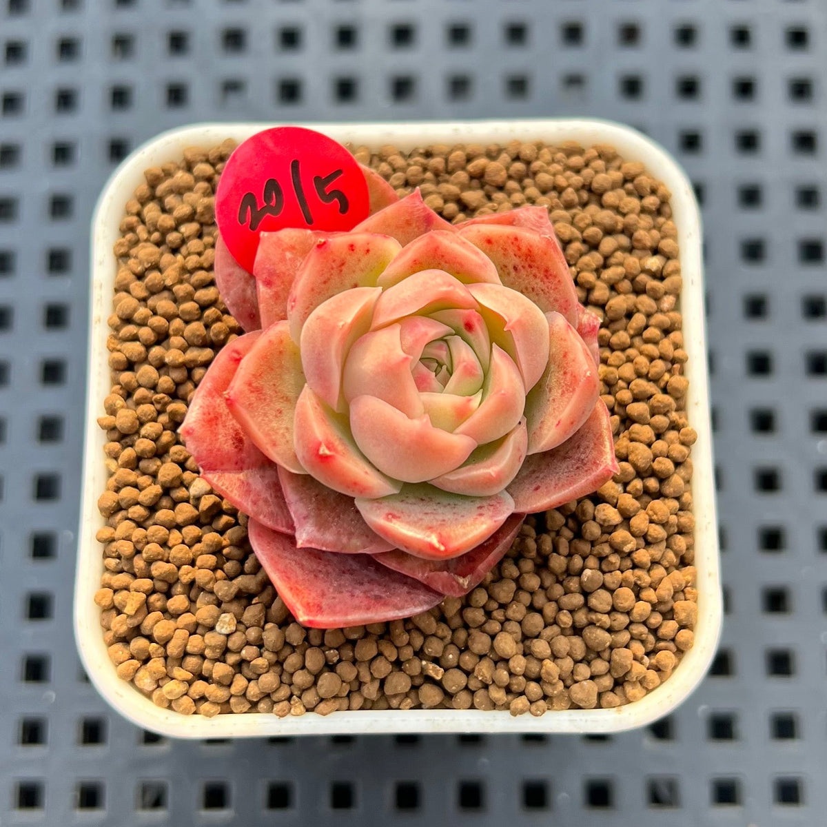 Echeveria 'Bultina' 1" New Flower Village Hybrid Succulent Plant Cutting
