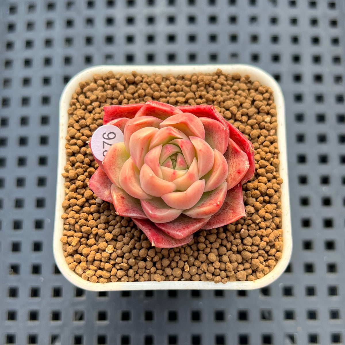 Echeveria 'Bultina' 1" New Flower Village Hybrid Succulent Plant Cutting