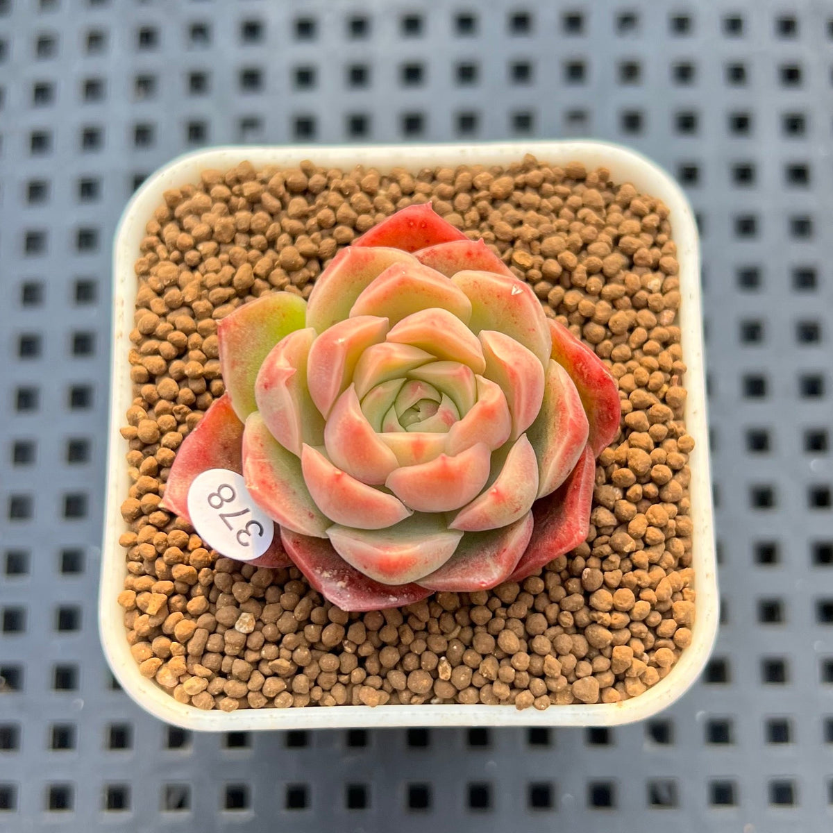 Echeveria 'Bultina' 1" New Flower Village Hybrid Succulent Plant Cutting