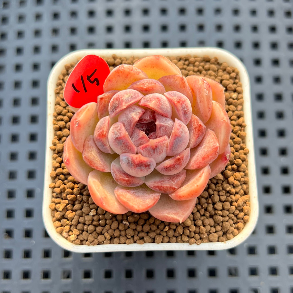 Echeveria 'Water Lily' x Laui Hybrid 2" New Flower Village Hybrid Succulent Plant Cutting