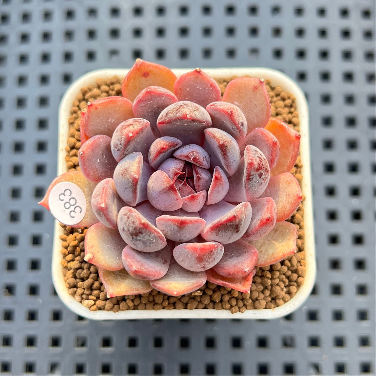 Echeveria 'Black Queen' x 'Laurensis' 2" New Flower Village Hybrid Succulent Plant Cutting