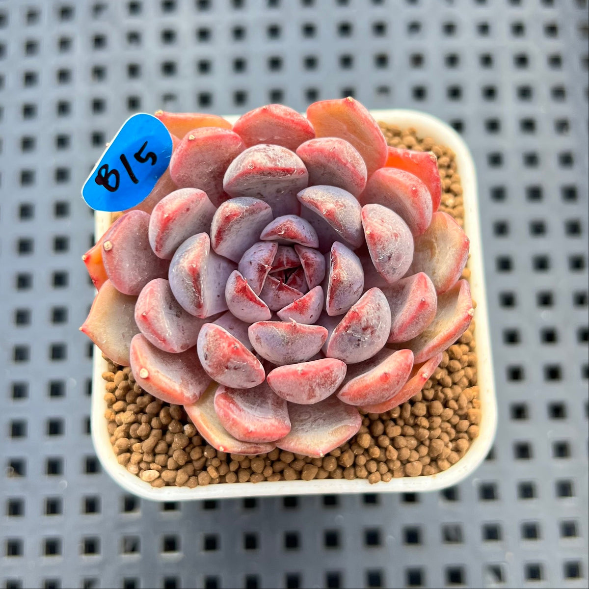 Echeveria 'Black Queen' x 'Laurensis' 2" New Flower Village Hybrid Succulent Plant Cutting