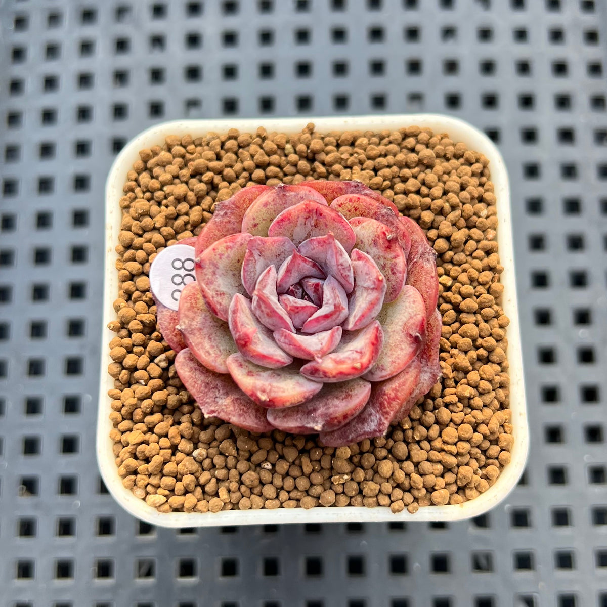 Echeveria 'Plum Turnet' x 'Black Queen' Hybrid 1" New Flower Village Hybrid Succulent Plant Cutting