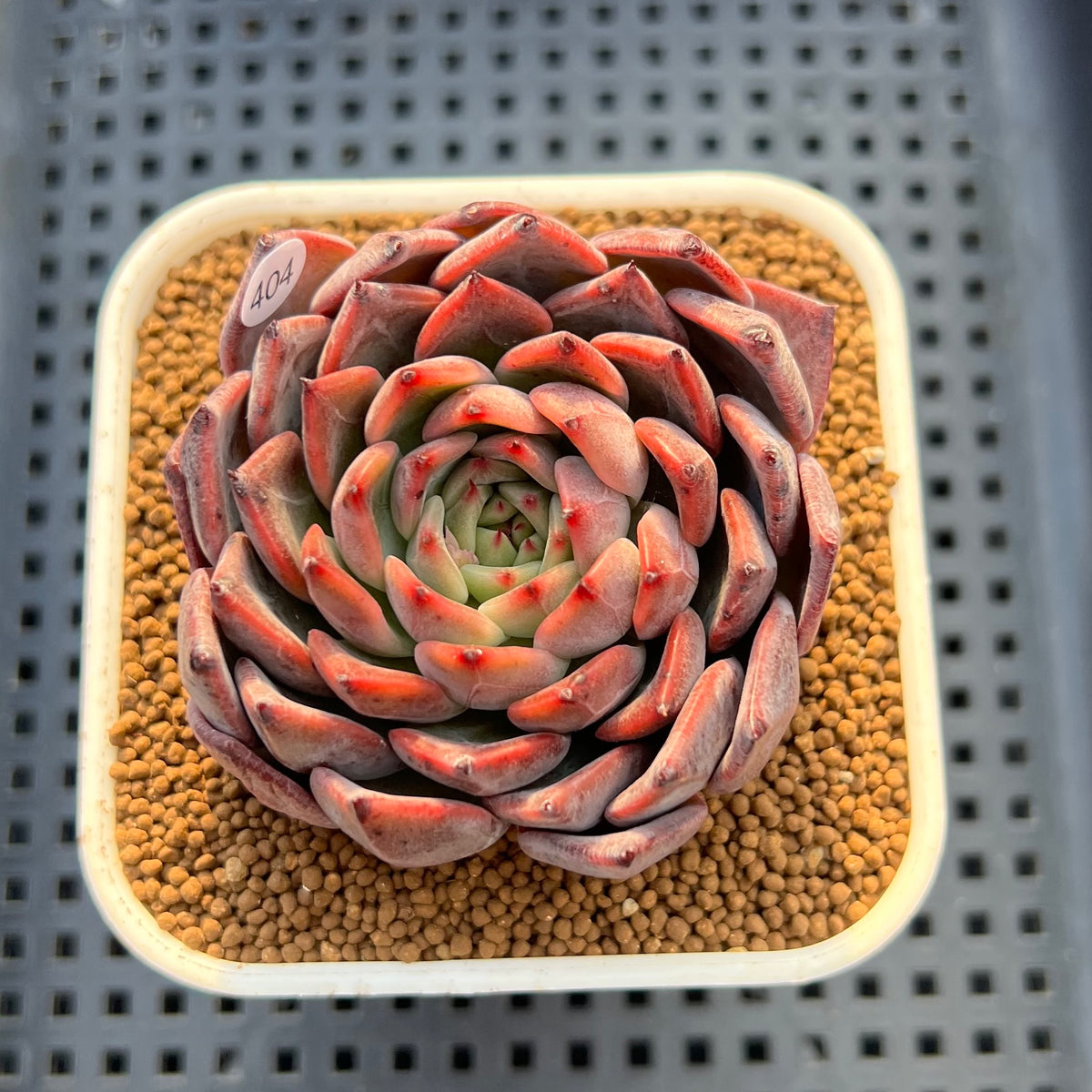 Echeveria 'Nomad' 3" Succulent Plant Cutting