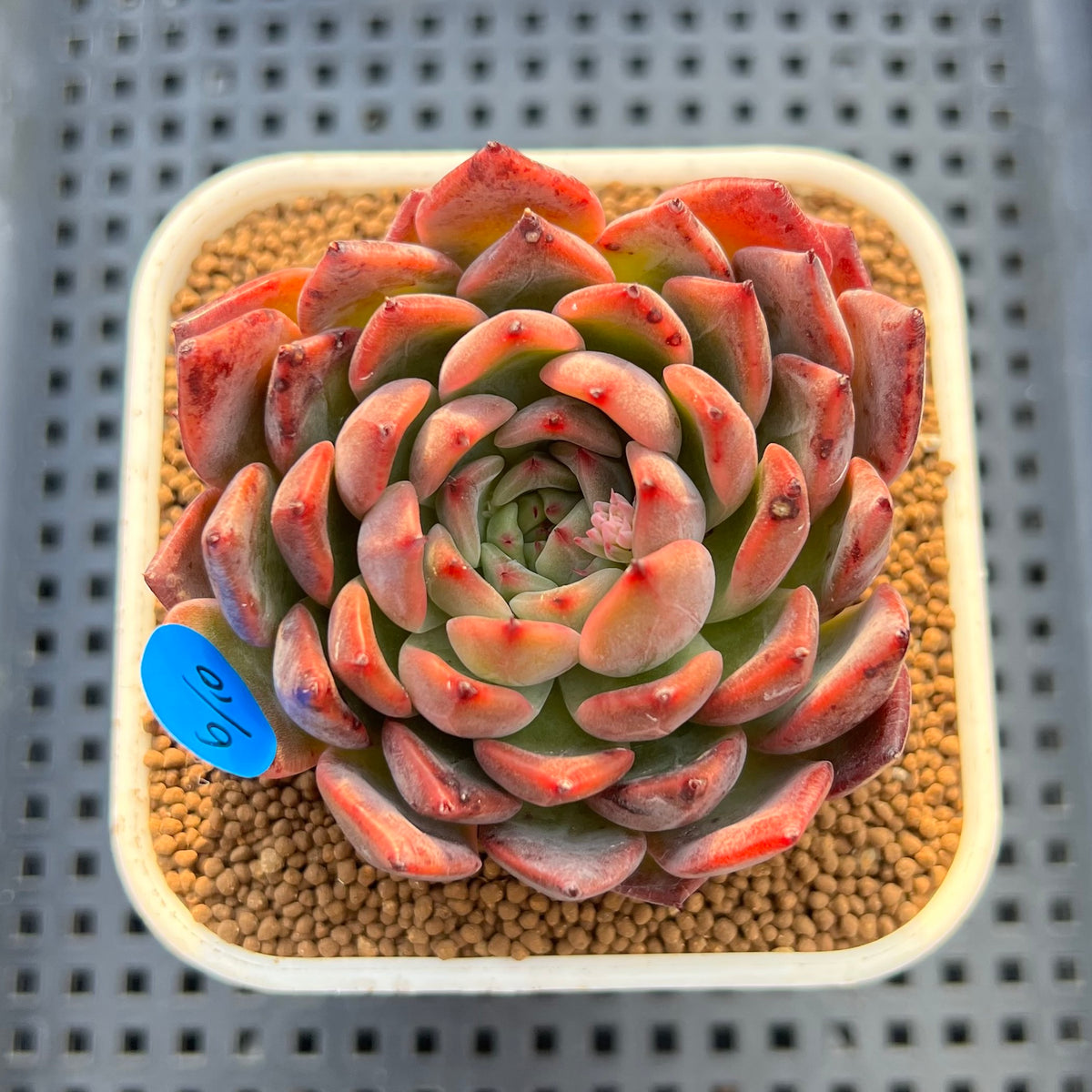 Echeveria 'Nomad' 3" Succulent Plant Cutting