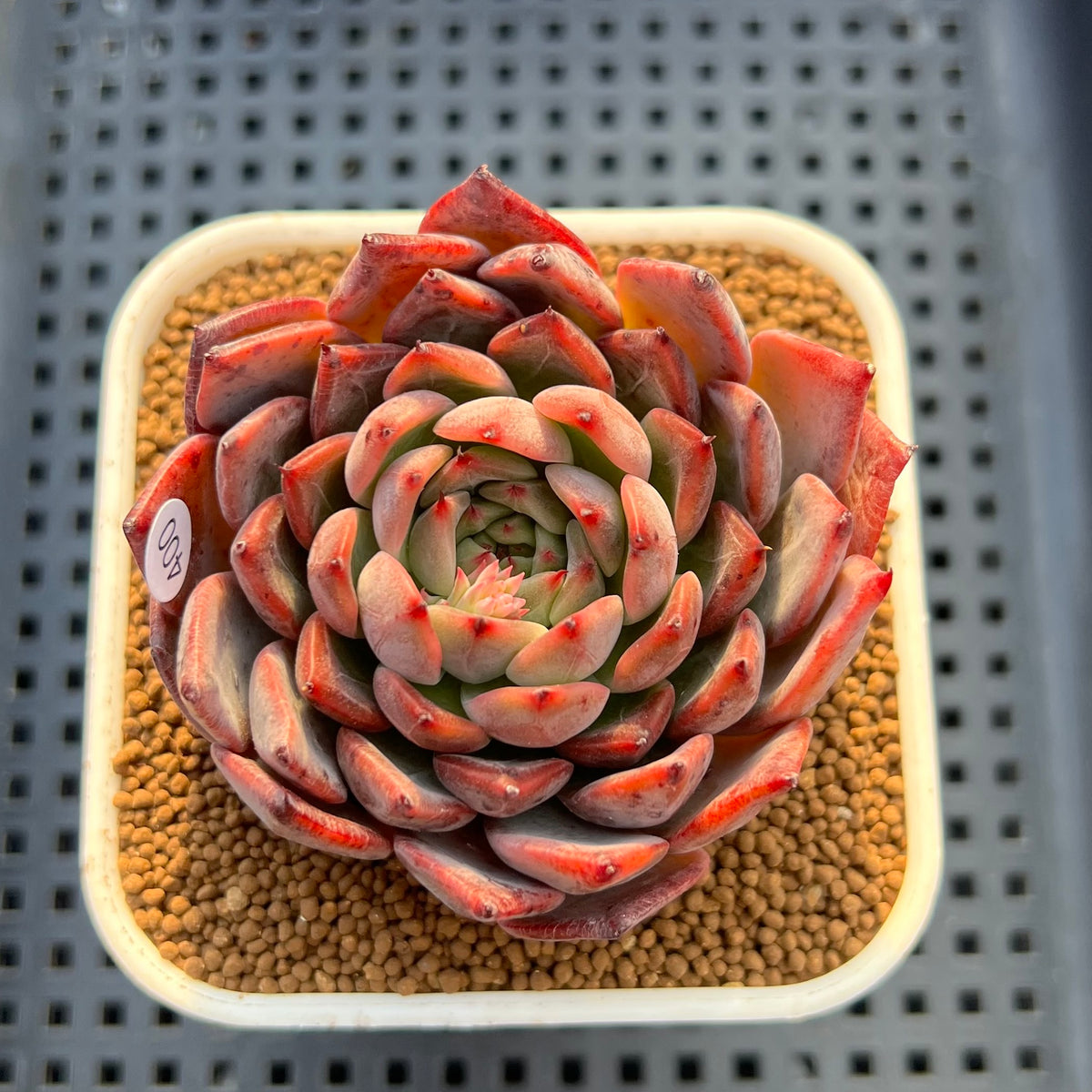 Echeveria 'Nomad' 3" Succulent Plant Cutting