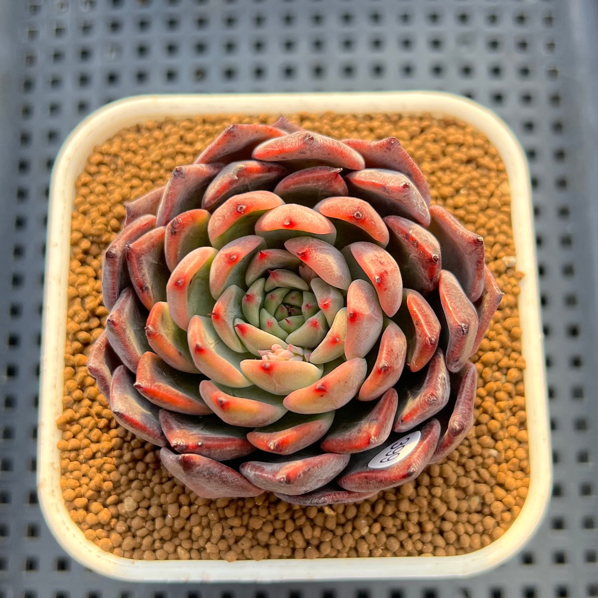 Echeveria 'Nomad' 3" Succulent Plant Cutting
