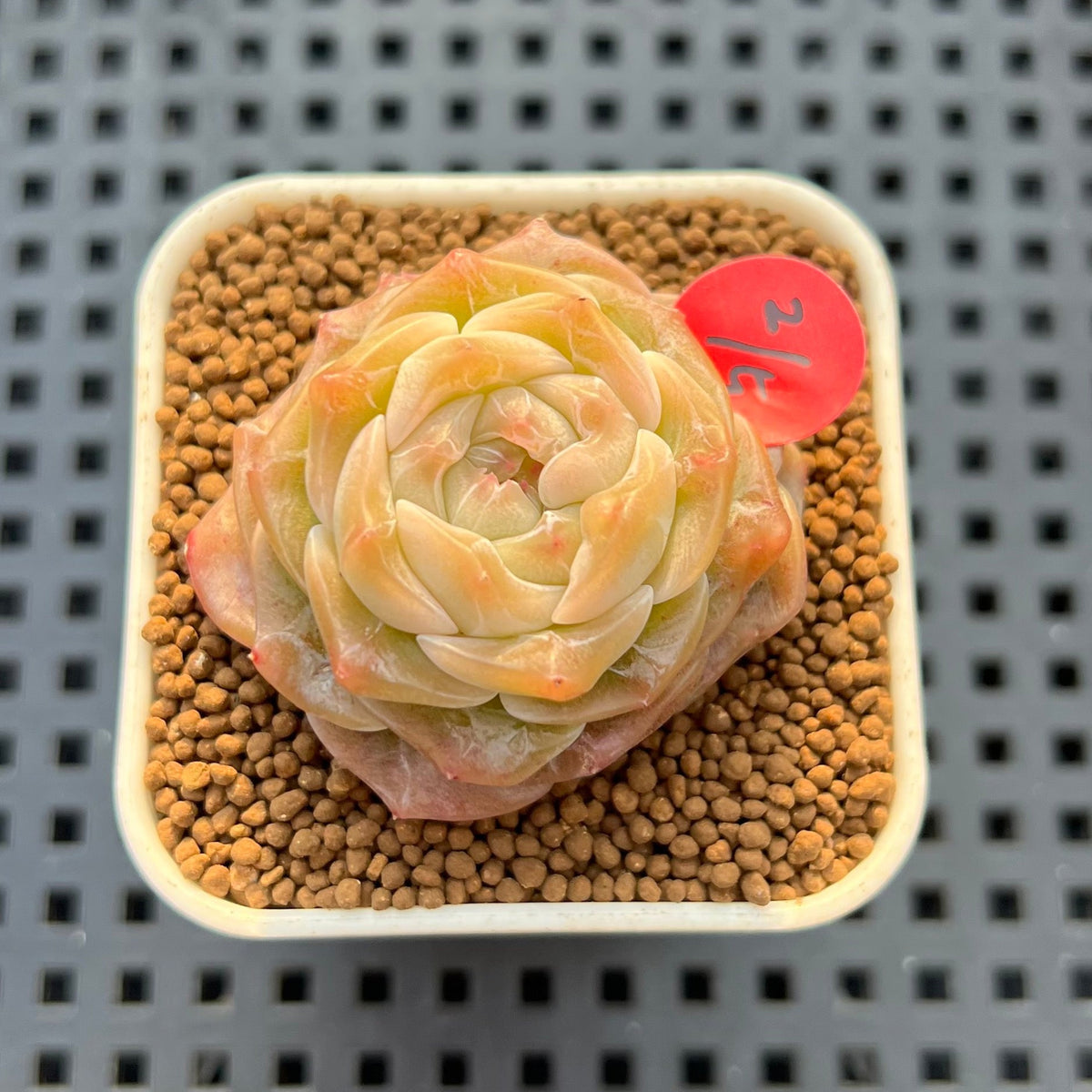 Echeveria 'Sarahime' x 'Hyalina' Hybrid 1" New Flower Village Hybrid Succulent Plant Cutting