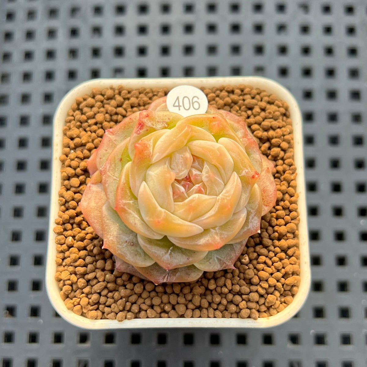 Echeveria 'Sarahime' x 'Hyalina' Hybrid 1" New Flower Village Hybrid Succulent Plant Cutting