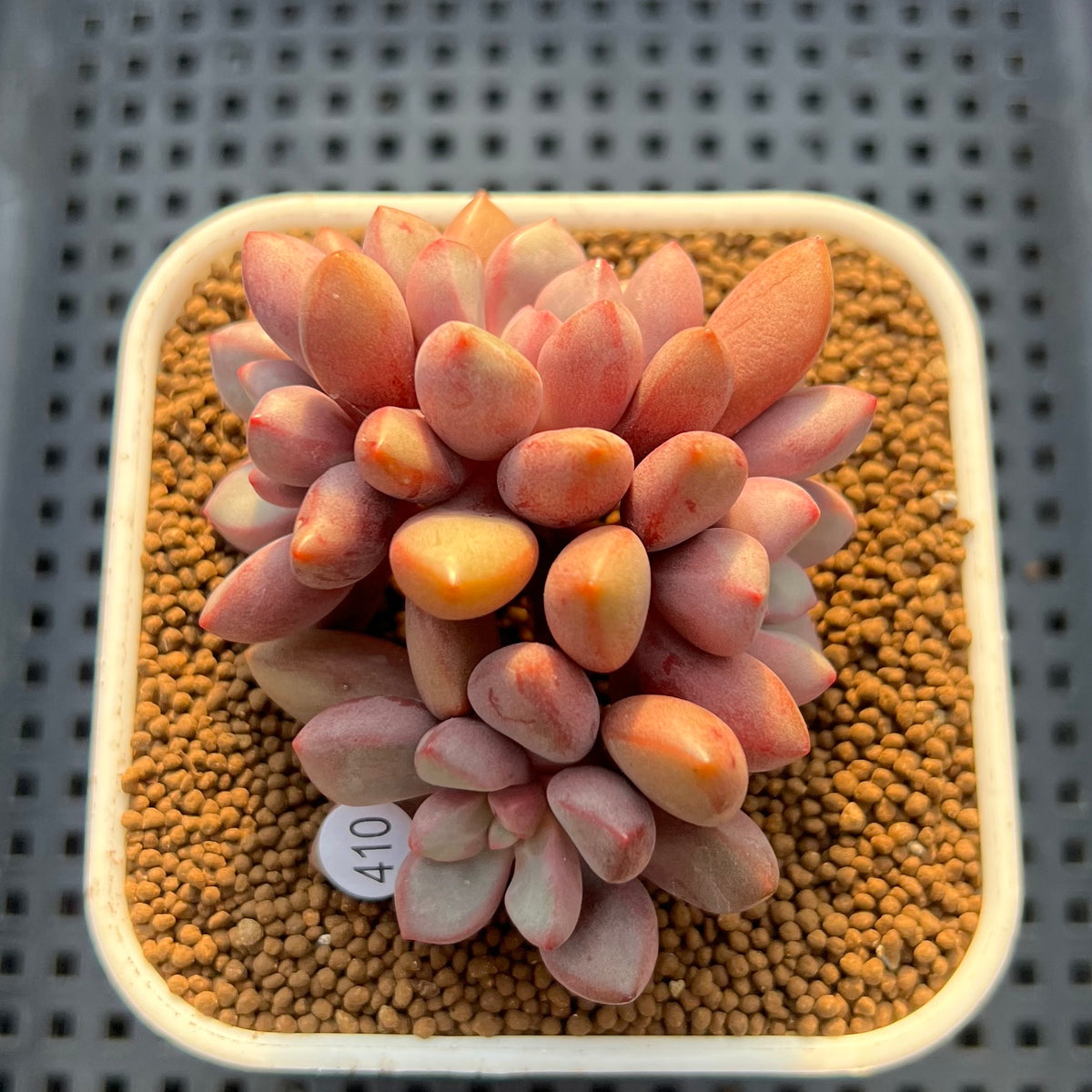 Graptopetalum 'Polari Heart' 2” Succulent Plant Cutting