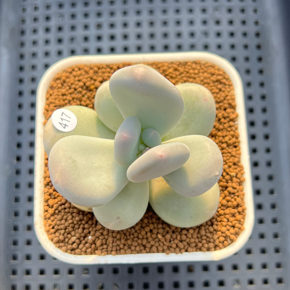 Pachyphytum 'Oviferum' 2"-3" Succulent Plant Cutting