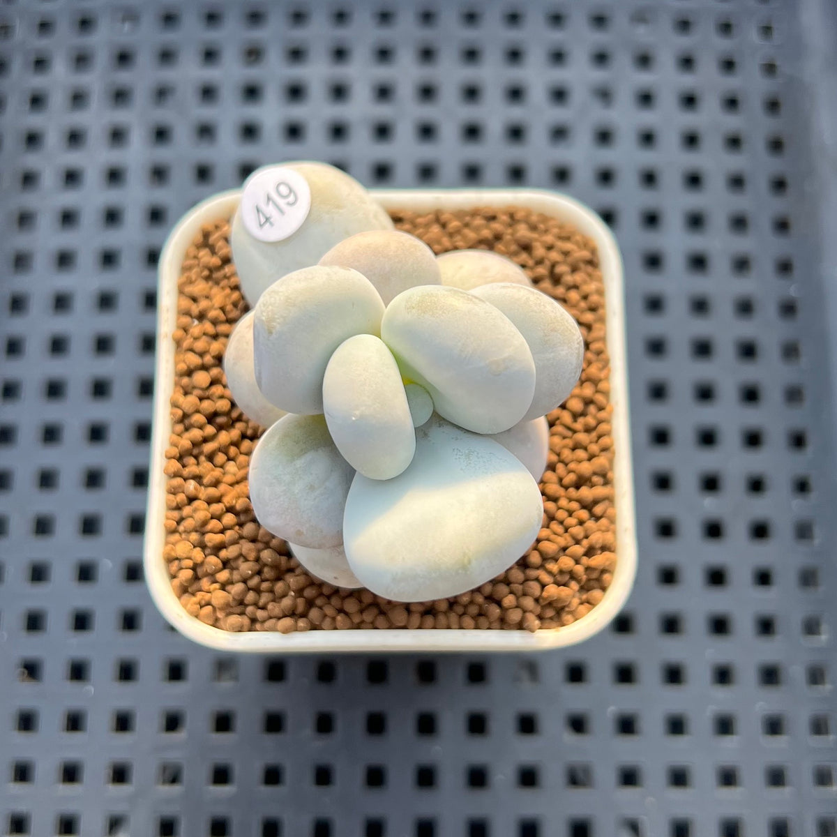Pachyphytum 'Oviferum' 1"-2" Succulent Plant Cutting