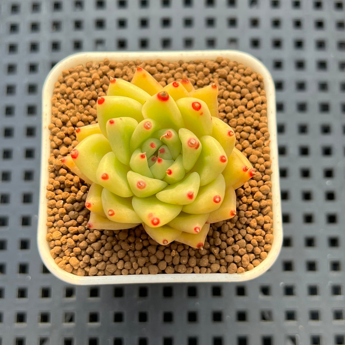 Echeveria Hybrid sp. 1"-2" Hand-Selected Clone (From Brotherly Farm) Succulent Plant Cutting