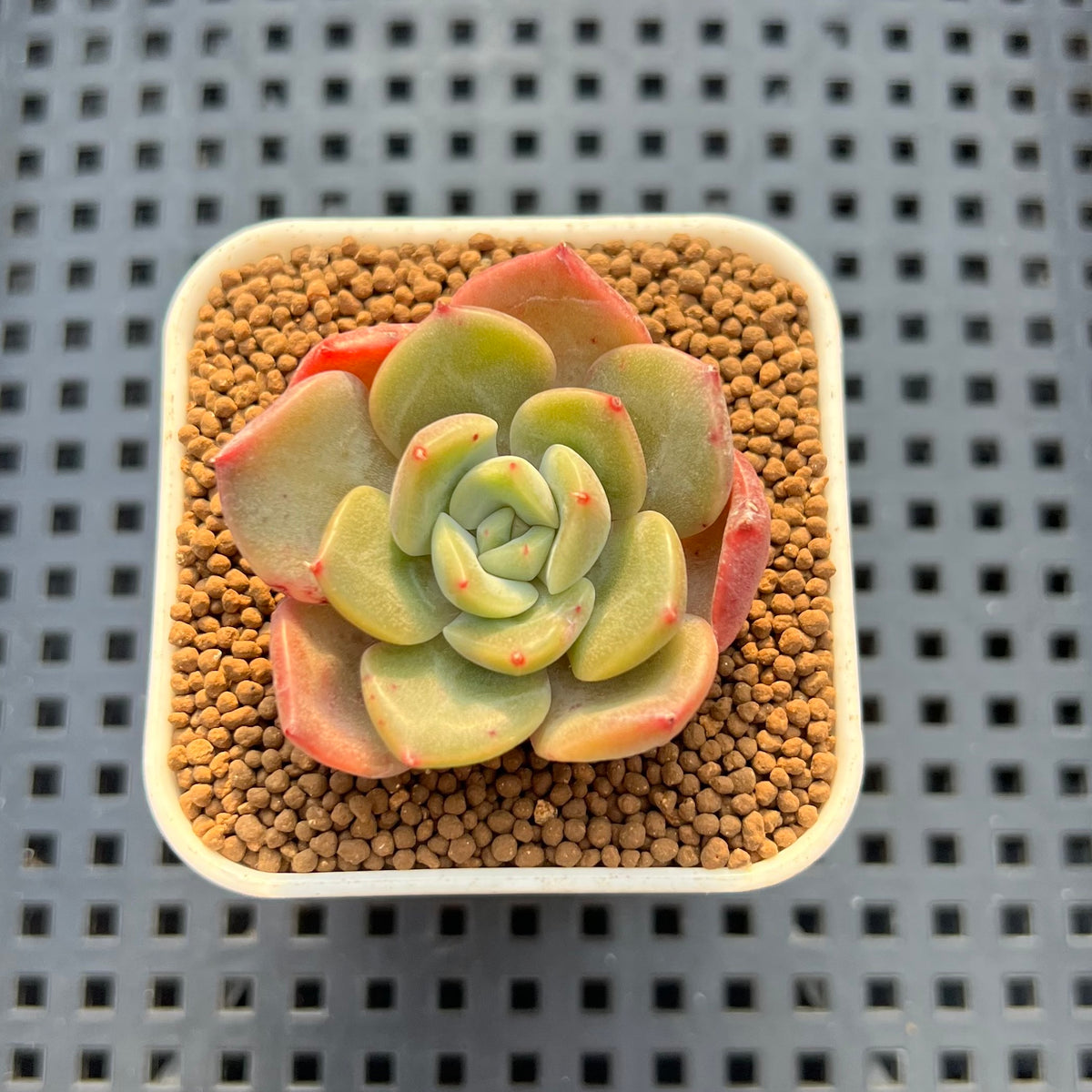 Echeveria Hybrid sp. 1"-2" Hand-Selected Clone (From Brotherly Farm) Succulent Plant Cutting