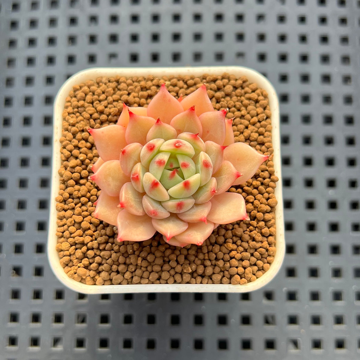 Echeveria Hybrid sp. 1"-2" Hand-Selected Clone (From Brotherly Farm) Succulent Plant Cutting