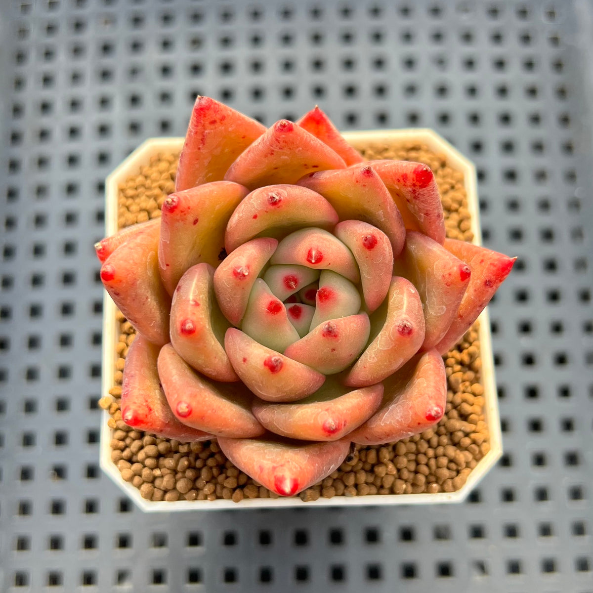 Echeveria Hybrid sp. 1"-2" Hand-Selected Clone (From Brotherly Farm) Succulent Plant Cutting
