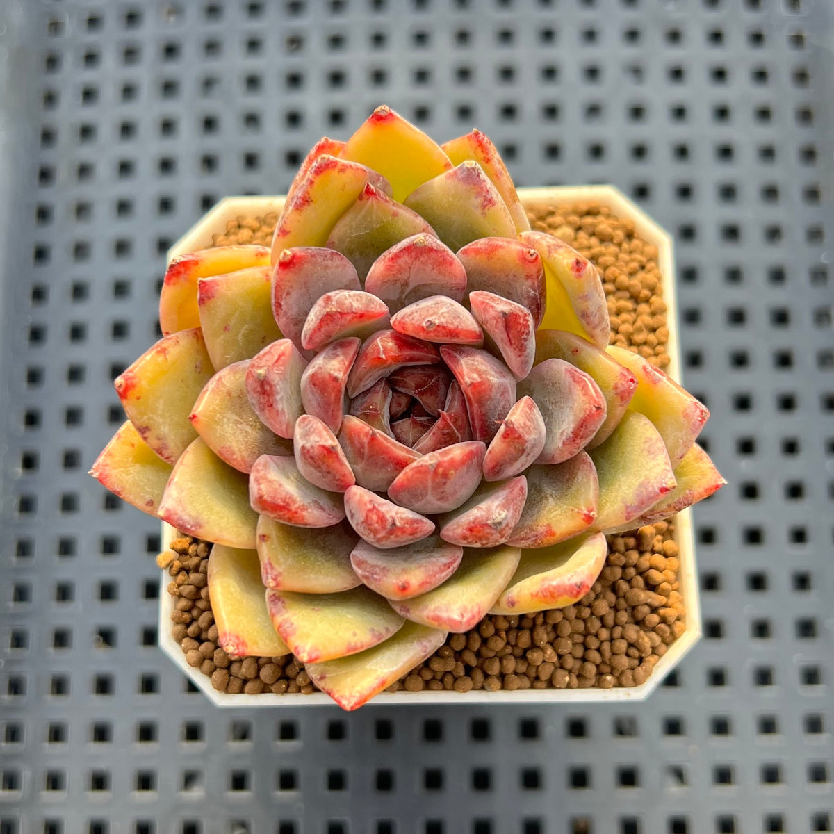 Echeveria Hybrid sp. 1"-2" Hand-Selected Clone (From Brotherly Farm) Succulent Plant Cutting