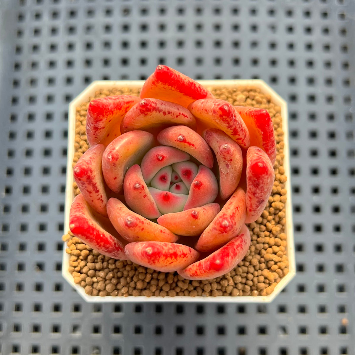 Echeveria Hybrid sp. 1"-2" Hand-Selected Clone (From Brotherly Farm) Succulent Plant Cutting